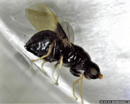 Pachygaster atra